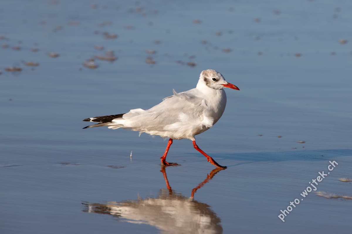 Seagull walking on wet sand Kolobrzeg Poland