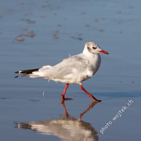 Seagull walking on wet sand Kolobrzeg Poland