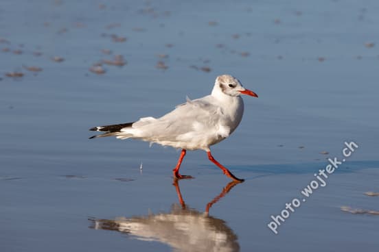 Seagull walking on wet sand Kolobrzeg Poland