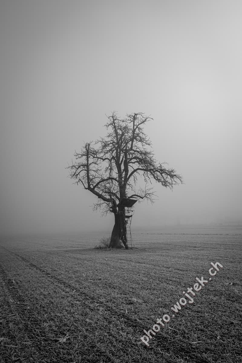 Bare tree with hunting stand in fog, Zürich