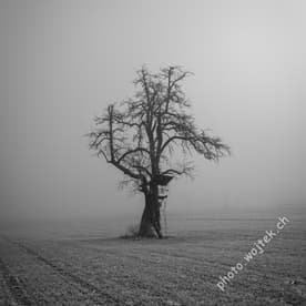 Bare tree with hunting stand in fog, Zürich