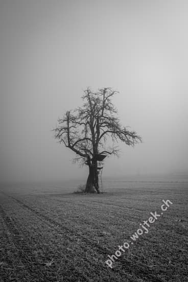 Bare tree with hunting stand in fog, Zürich