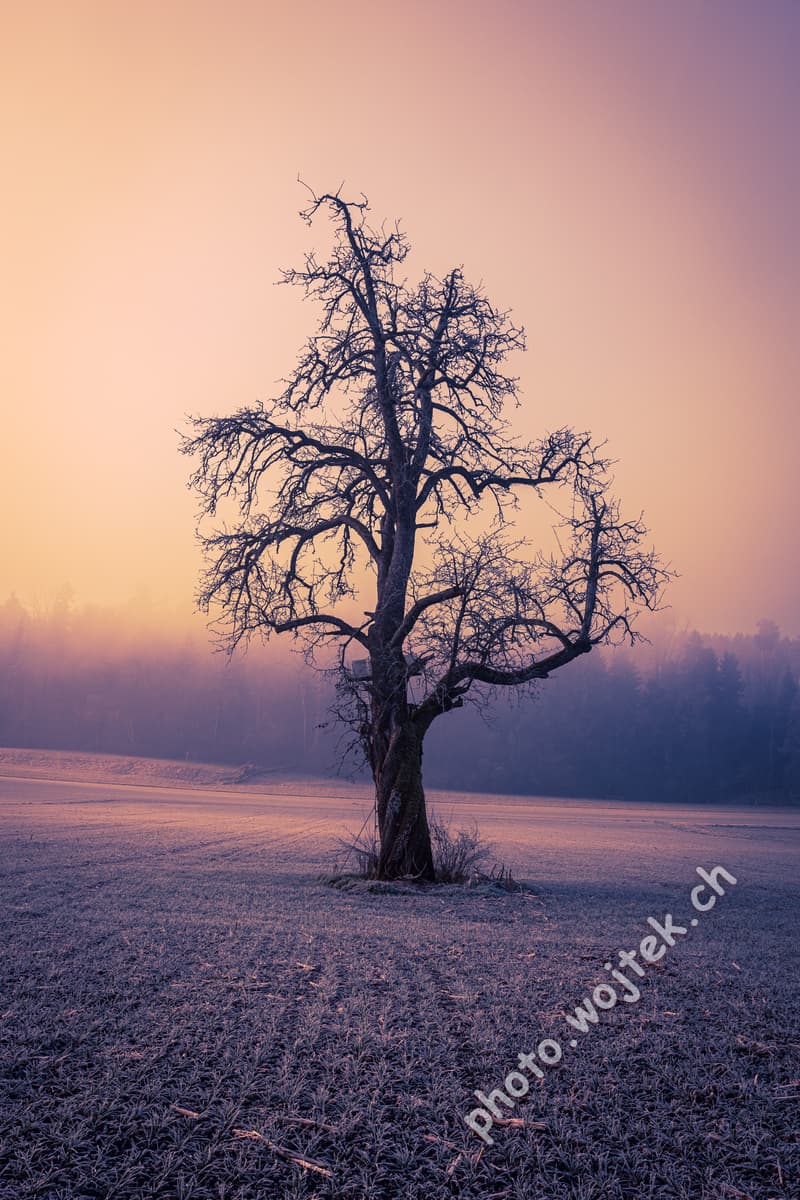 Bare tree in frosty field New Year Zürich