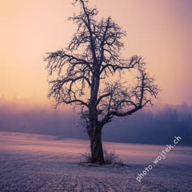 Bare tree in frosty field New Year Zürich