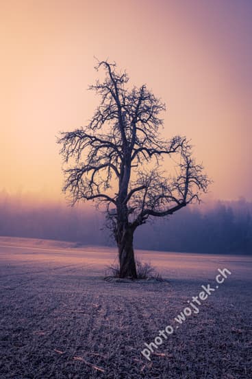 Bare tree in frosty field New Year Zürich